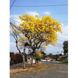 Florada do Ipê dá boas-vindas à Primavera